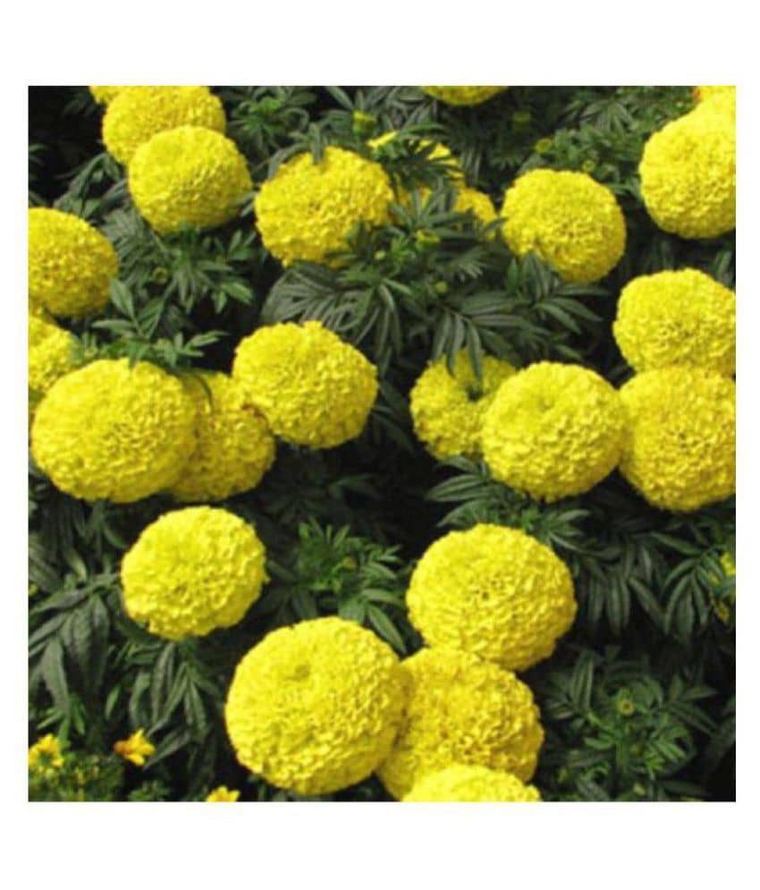 Marigold Yellow Super Quality Flowers Plant Seeds - Pack of 50 Premium Seeds