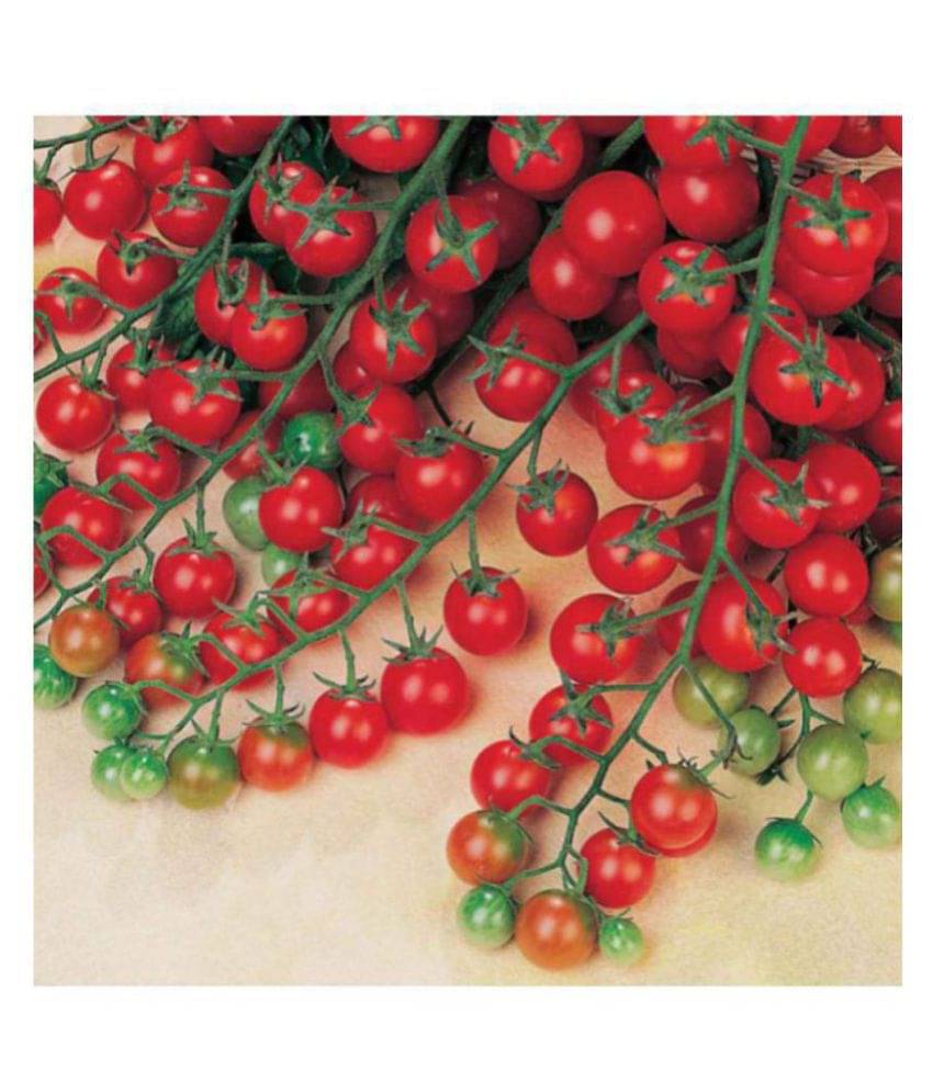 R-DRoz Cherry Tomato High Germination Hybrid Seeds - Pack of 50 Organic R-DRoz Cherry Tomato High Germination Hybrid Seeds - Pack of 50 Organic