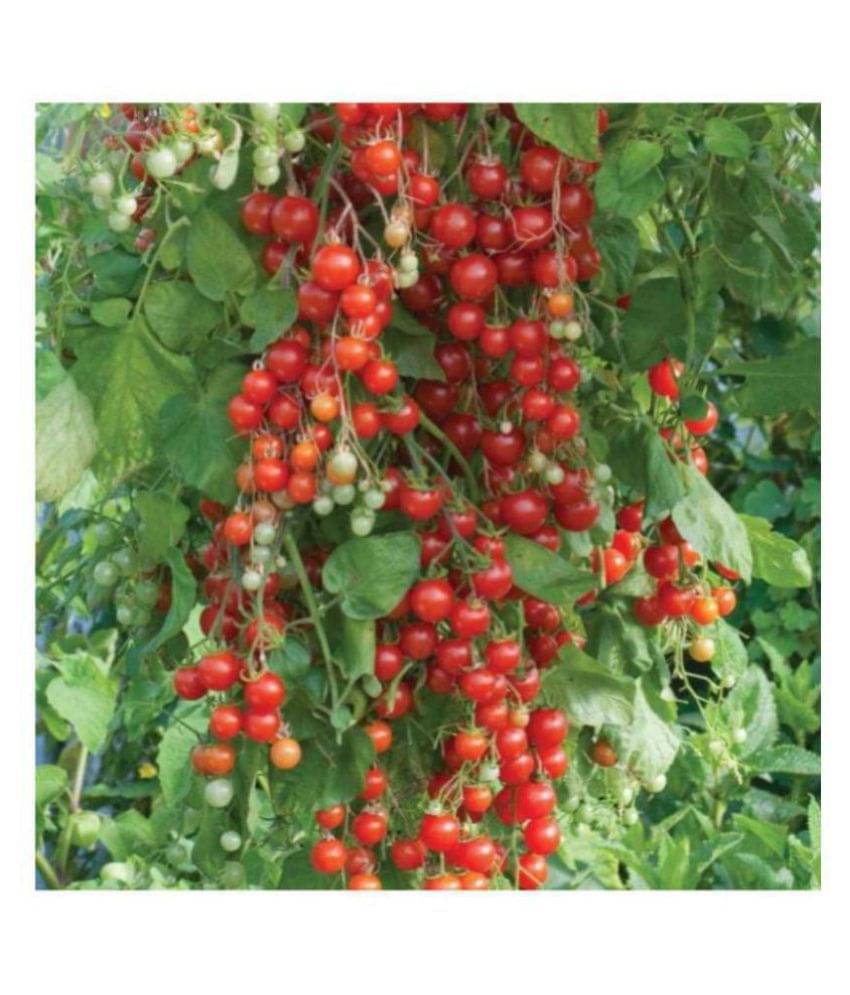 R-DRoz Cherry Tomato Quality Seeds - Pack of 50 Hybrid Seeds R-DRoz Cherry Tomato Quality Seeds - Pack of 50 Hybrid Seeds