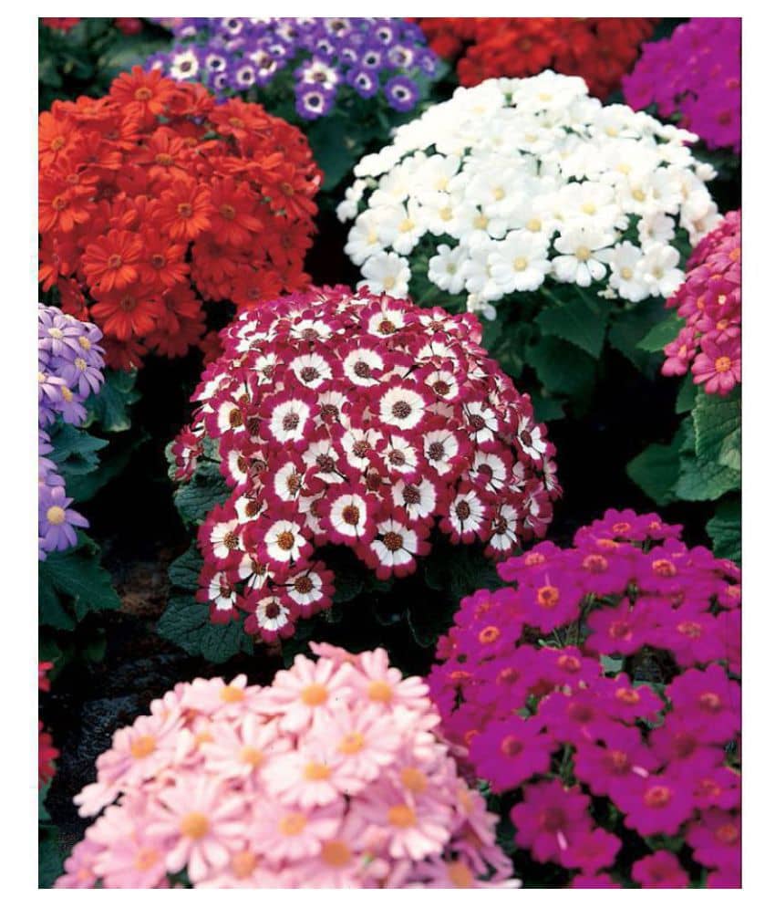 R-DRoz Cineraria Flowers Mixed Colour Fine Quality Seeds - Pack of 50 Premium Exotic Seeds