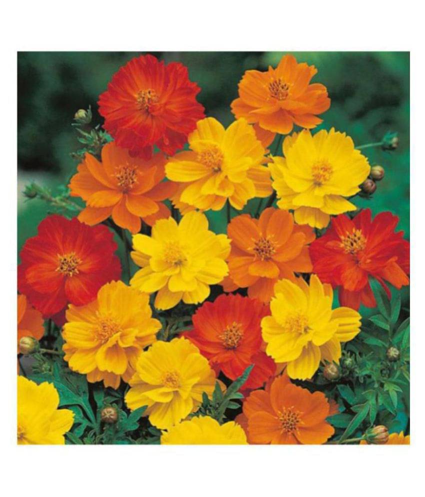R-DRoz Cosmos Flowers Orange & Yellow Better Germination Flowers Seeds - Pack of 30 Premium Seeds R-DRoz Cosmos Flowers Orange & Yellow Better Germination Flowers Seeds - Pack of 30 Premium Seeds