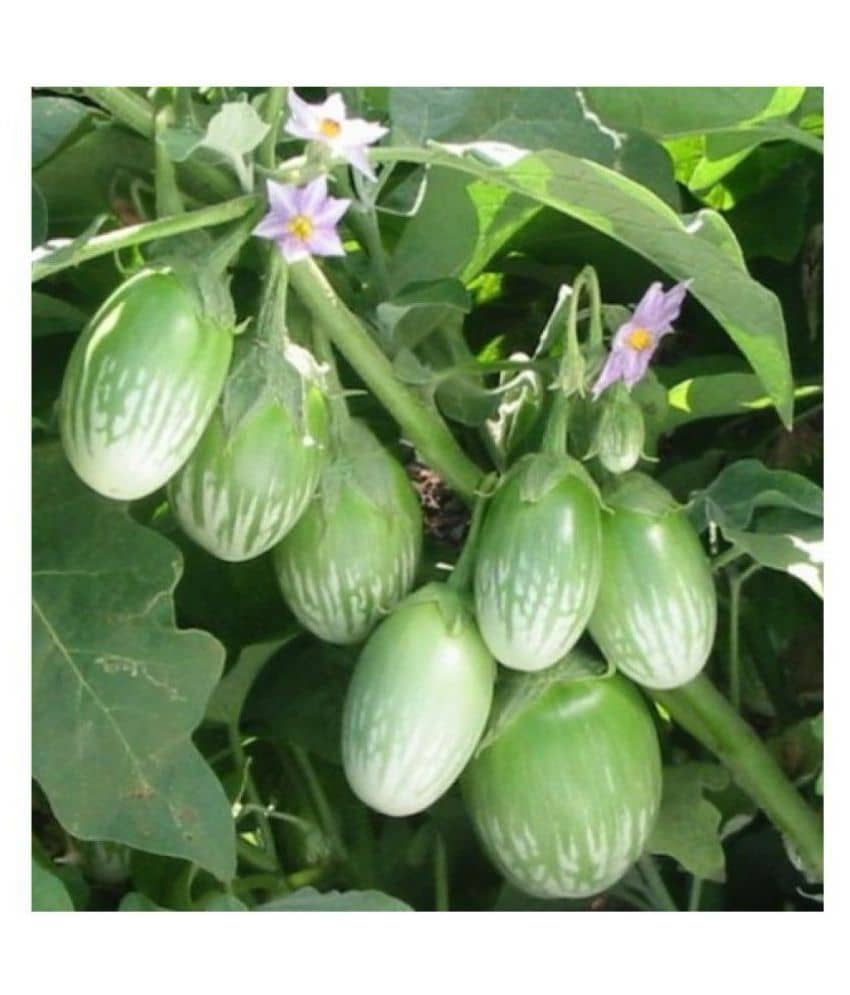 R-DRoz Green Eggplant Brinjal Vegetables Super Quality Seeds - Pack of 50 Seeds F1 Hybrid