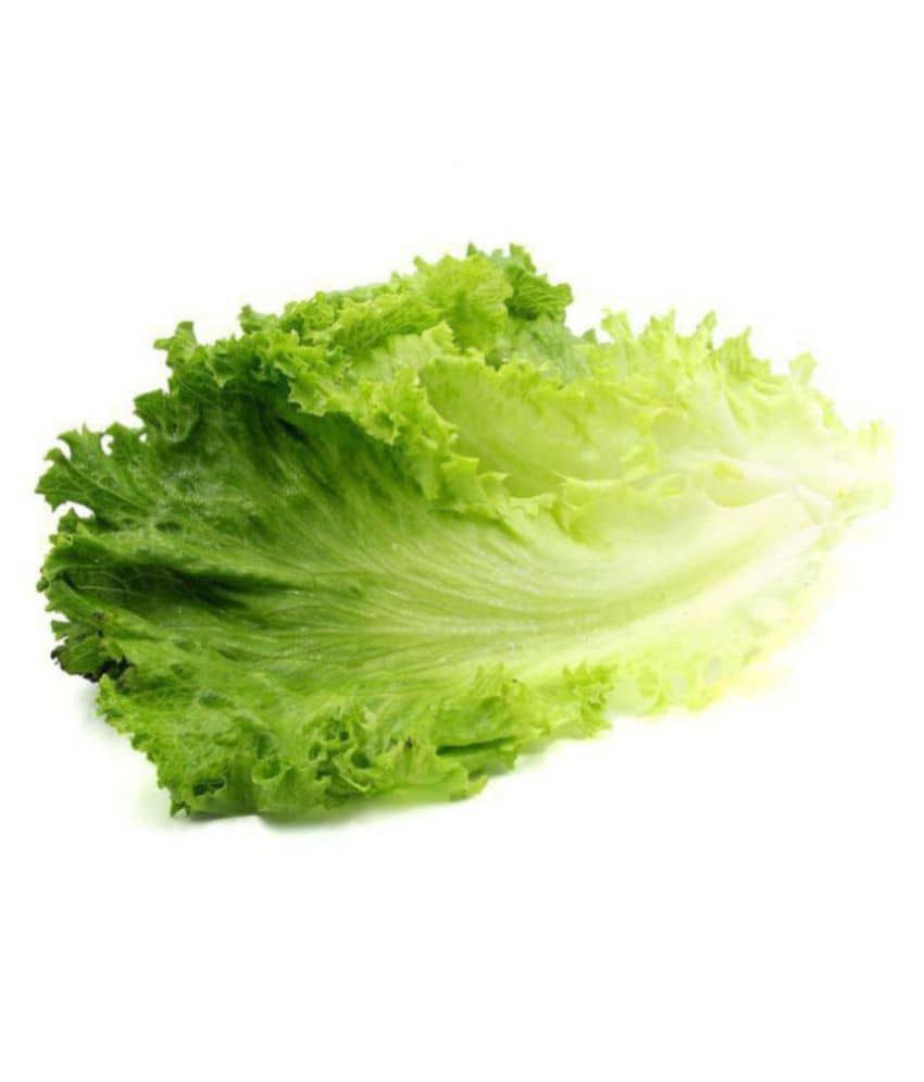 R-DRoz Lettuce Green (Salad Patta) Fine Quality Seeds - Pack of 50 F-1 Hybrid Seeds