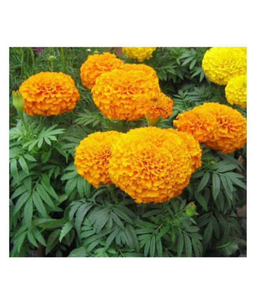 R-DRoz Marigold African Better Germination Flowers Seeds - Pack of 50 Premium Seeds