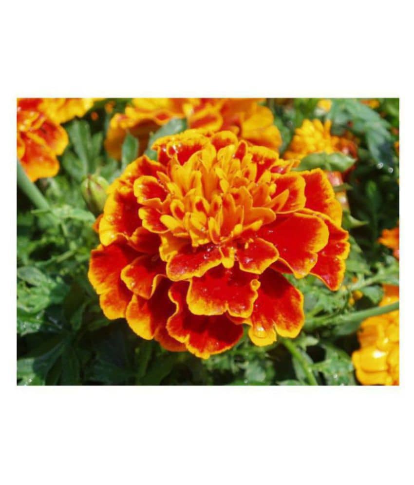 R-DRoz Marigold French Premium Flowers Seeds - Pack of 50 Premium Seeds