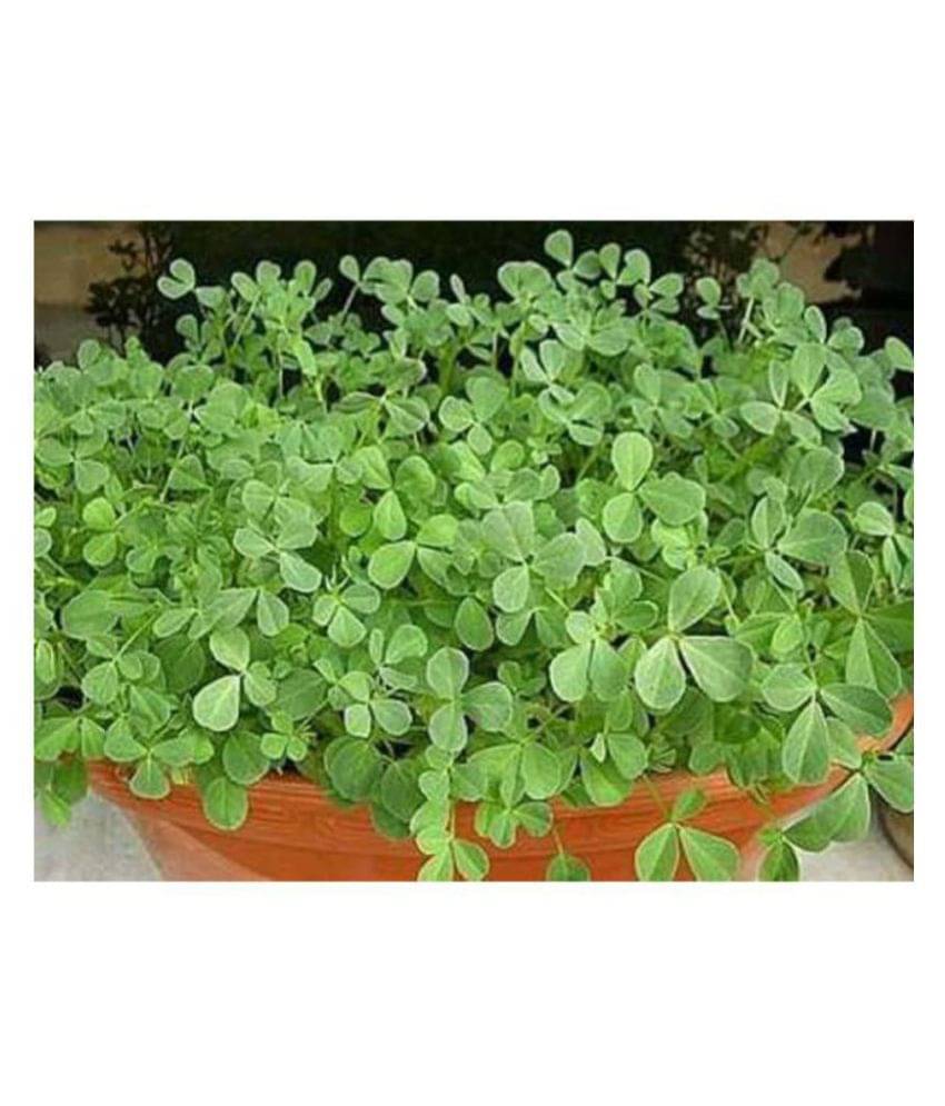 R-DRoz Methi (Fenugreek) High Quality Seeds - Pack of 100 Premium Seeds R-DRoz Methi (Fenugreek) High Quality Seeds - Pack of 100 Premium Seeds
