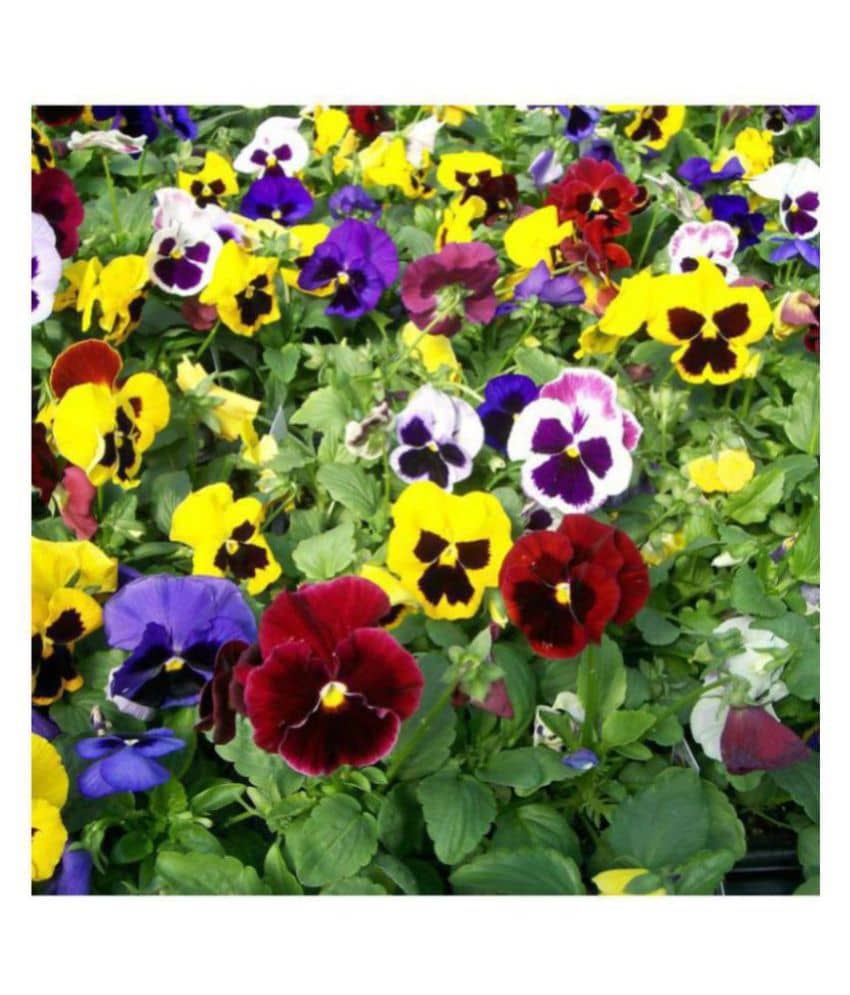 R-DRoz Pansy Flowers Mixed Colour Advance Seeds - Pack of 50 Premium Exotic Seeds
