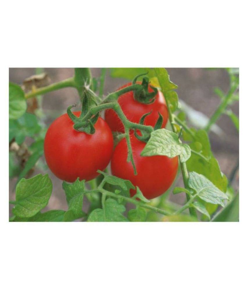 R-DRoz Tomato Red Round Advance Seeds - Pack of 100 Premium Seeds R-DRoz Tomato Red Round Advance Seeds - Pack of 100 Premium Seeds