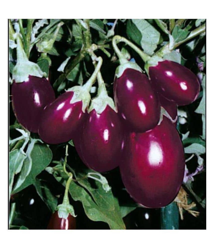 ChuChu Brinjal Hybrid Seeds - Pack of 50 Seeds F-1 Hybrid
