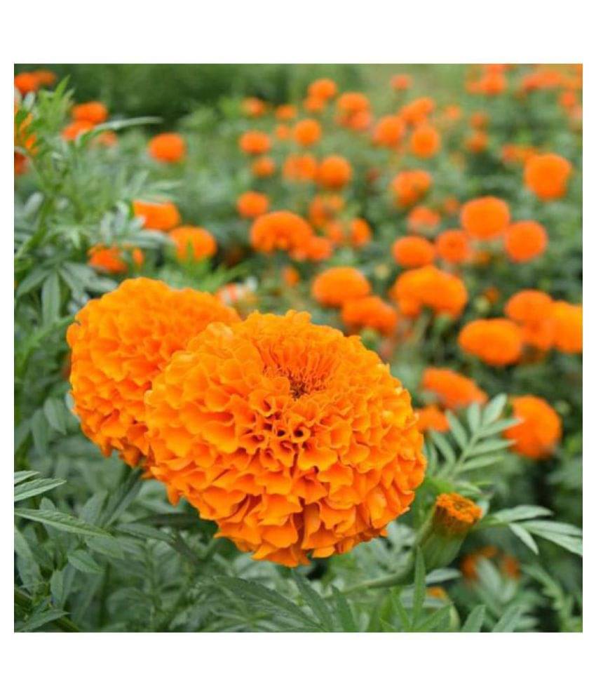 Marigold Flowers Orange Colour Advance Seeds - Pack of 50 Premium Exotic Seeds Marigold Flowers Orange Colour Advance Seeds - Pack of 50 Premium Exotic Seeds
