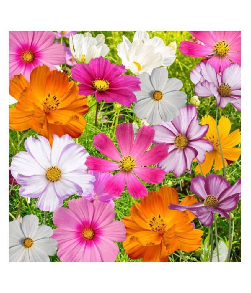 R-DRoz Cosmos Flowers Mixed Colour Premium Seeds - Pack of 30 Seeds