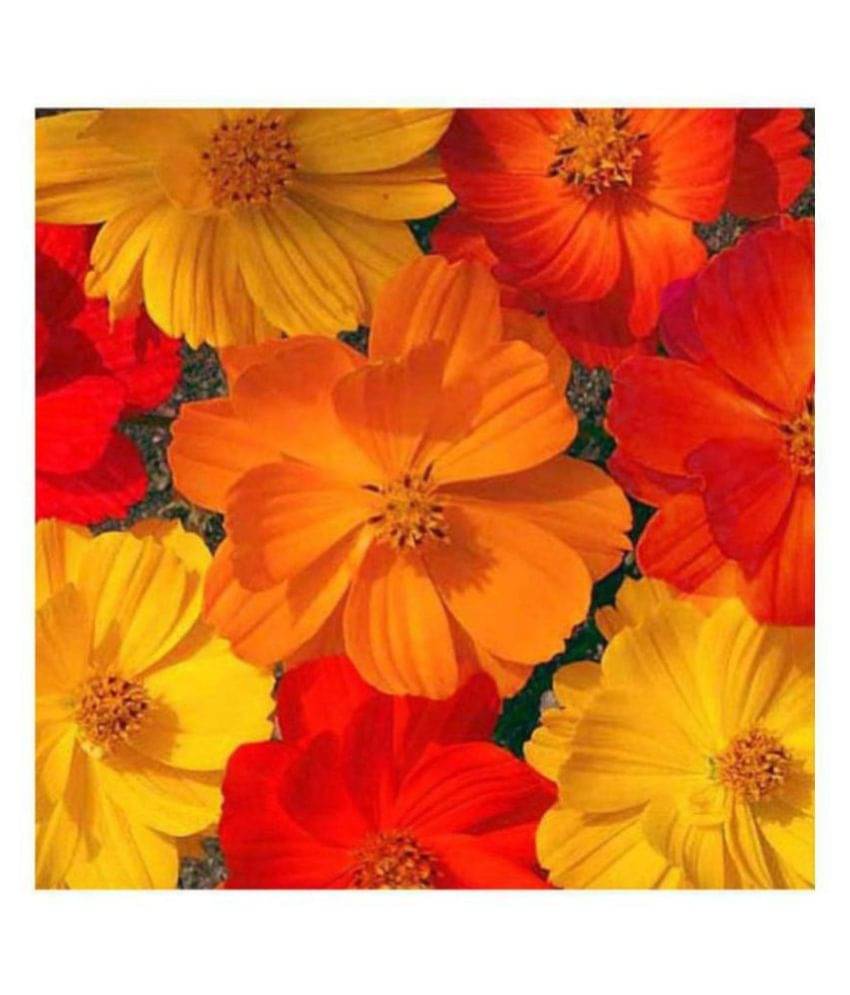 R-DRoz Cosmos Flowers Orange & Yellow High Quality Seeds - Pack of 30 Seeds PREMIUM QUALITY R-DRoz Cosmos Flowers Orange & Yellow High Quality Seeds - Pack of 30 Seeds PREMIUM QUALITY