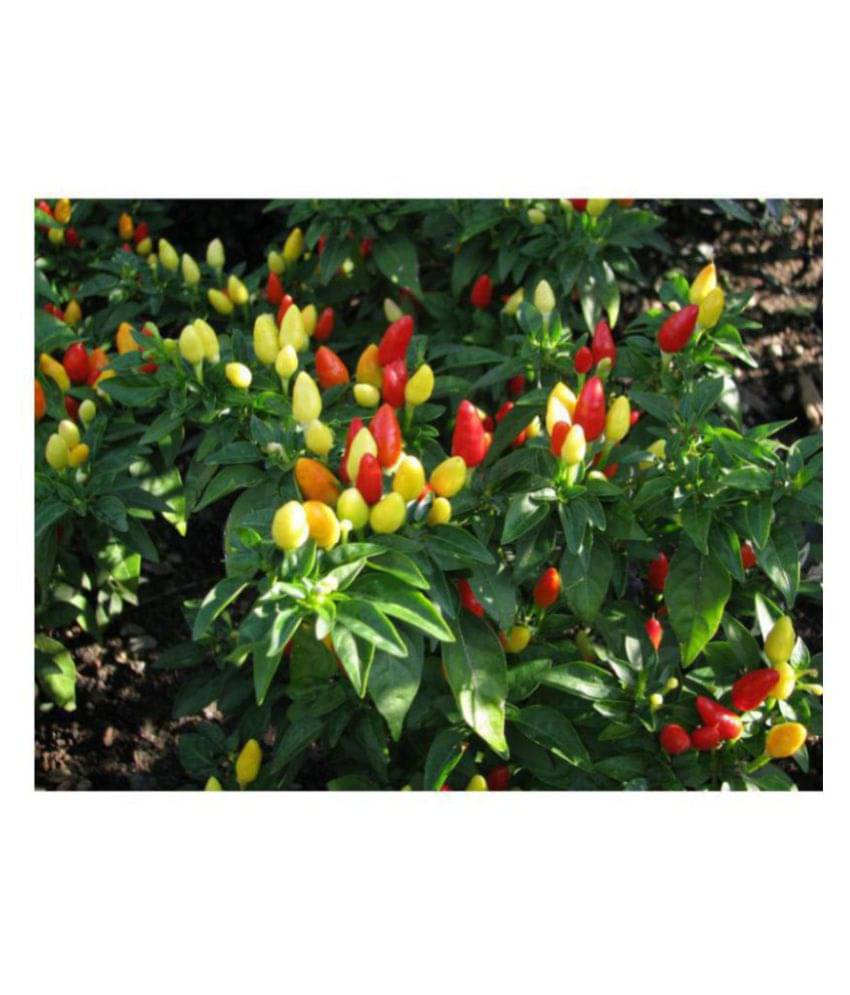     			R-DRoz Ornamental Chilly Exotic Quality Seeds - Pack of 25 Exotic Seeds