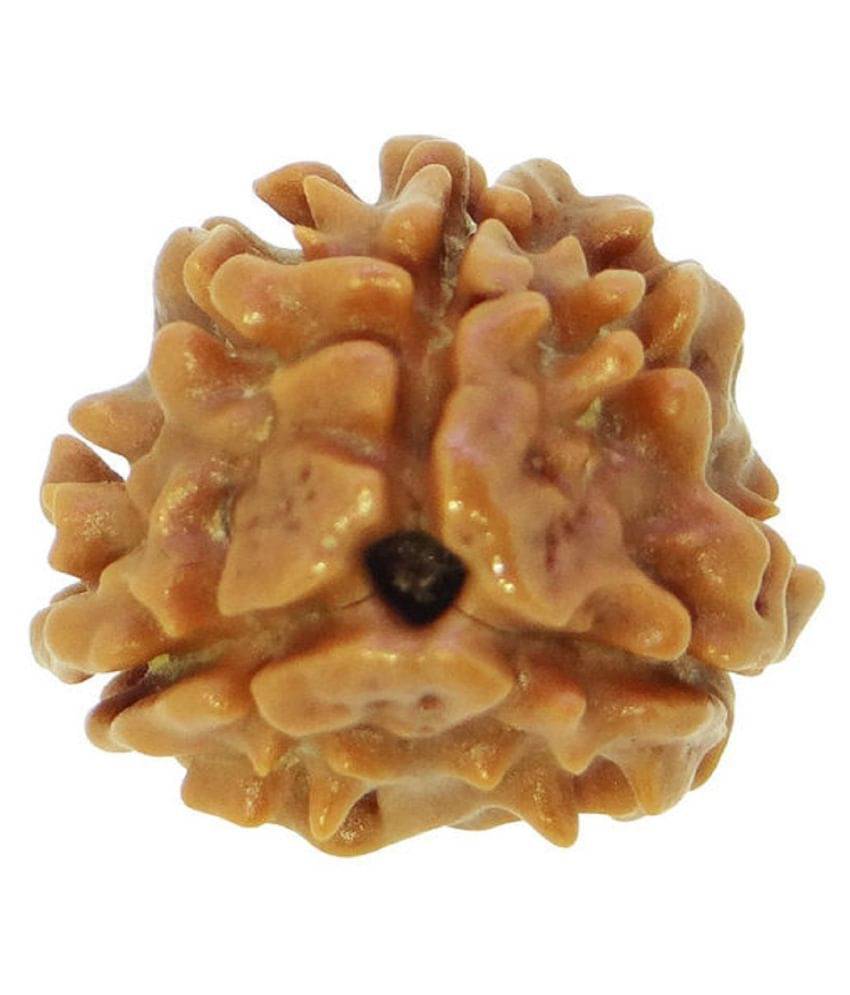Lord Agnidev 3-Mukhi Nepal Rudraksha (LAB_CERTIFIED) Lord Agnidev 3-Mukhi Nepal Rudraksha (LAB_CERTIFIED)