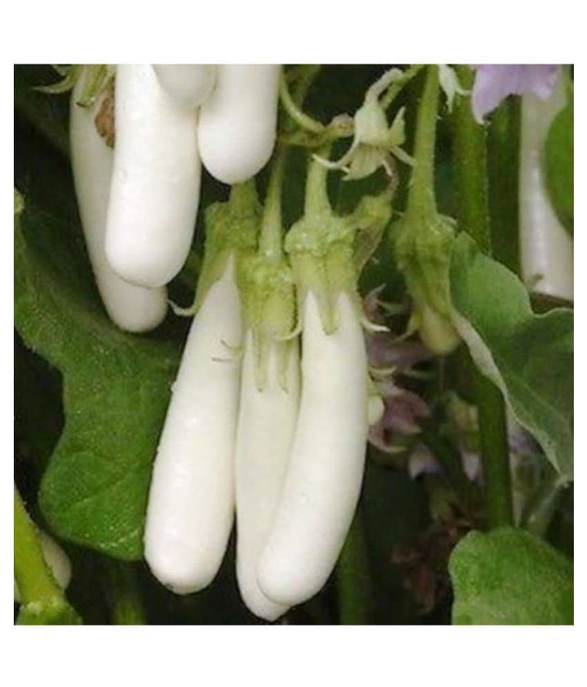 R-DRoz Brinjal White Long Variety Seeds - Pack of 50 Seeds F-1 Hybrid Organic