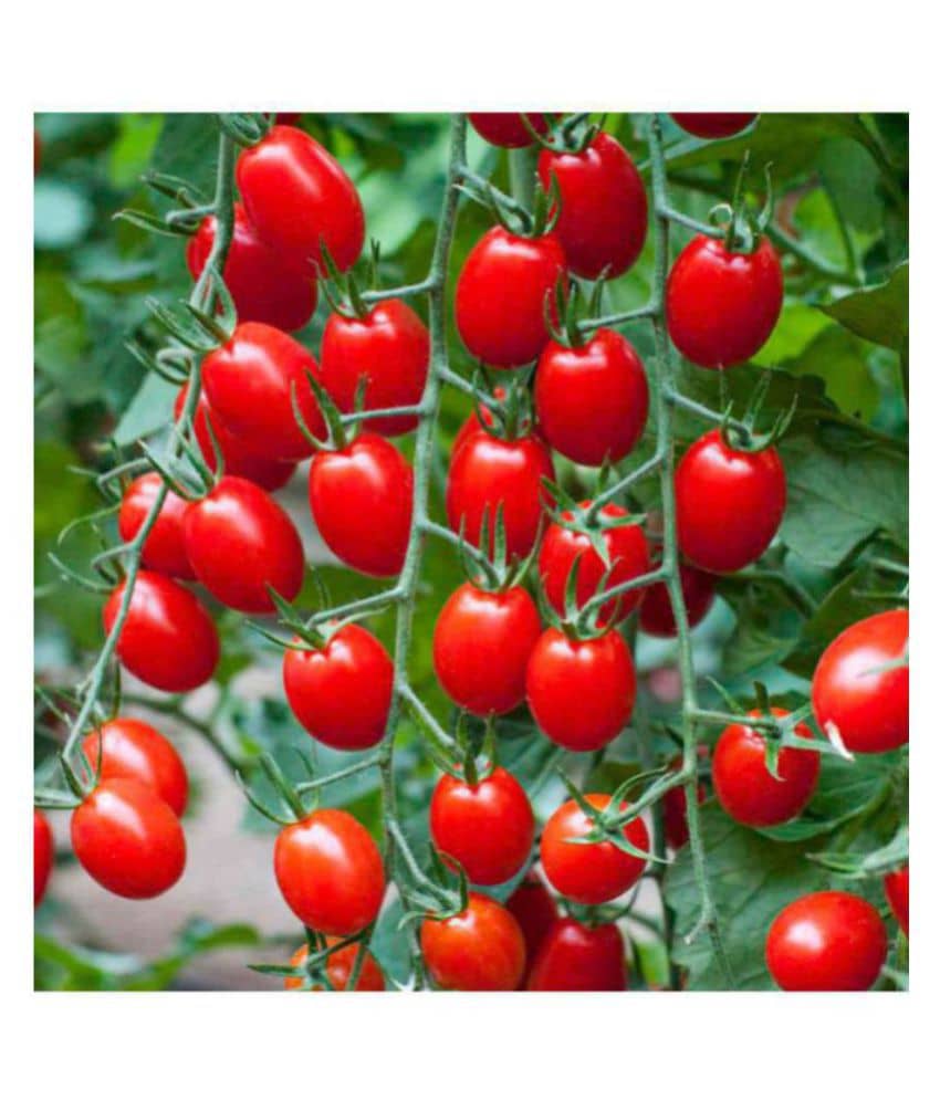 R-DRoz Cherry Tomato High Quality Seeds - Pack of 50 Hybrid Seeds