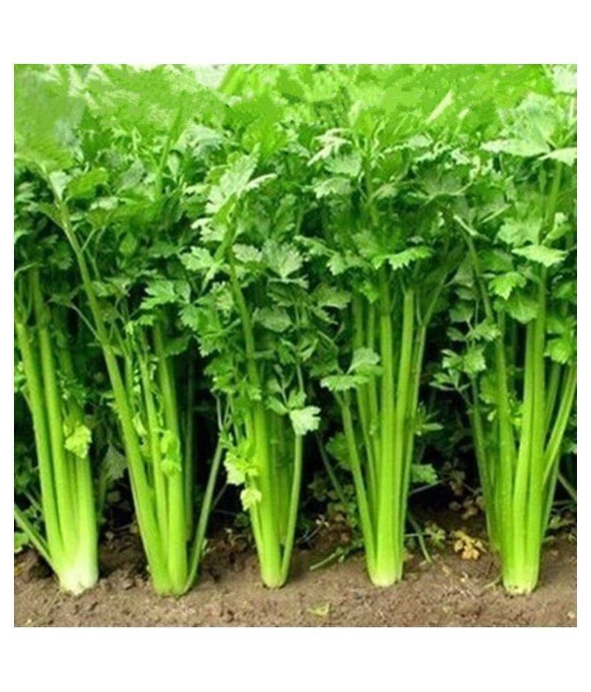     			R-DRoz Coriander (Dhaniya) Best Quality Seeds - Pack of 100 Premium Seeds