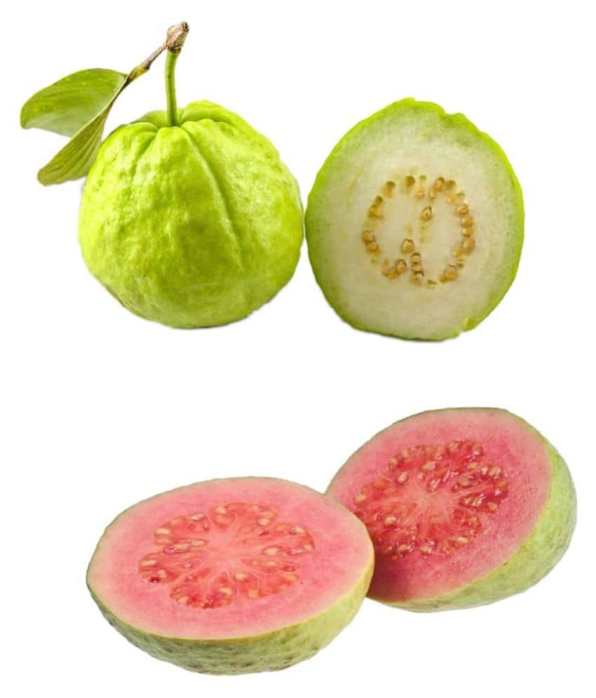 Two Types Guava Fruit Seeds