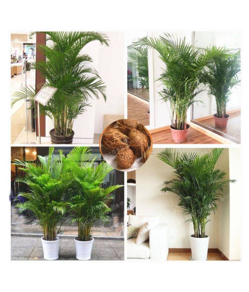 kheti badi Areca palm tree seeds 25 seeds with instruction manual and soil kheti badi Areca palm tree seeds 25 seeds with instruction manual and soil