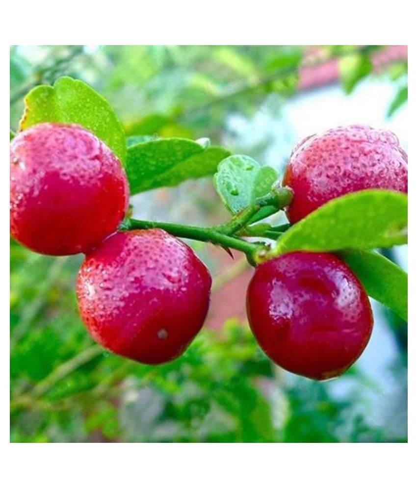 Rare Red Lemon (Australian Red Lime) Seeds imported (Pack of 10 Seeds) Rare Red Lemon (Australian Red Lime) Seeds imported (Pack of 10 Seeds)