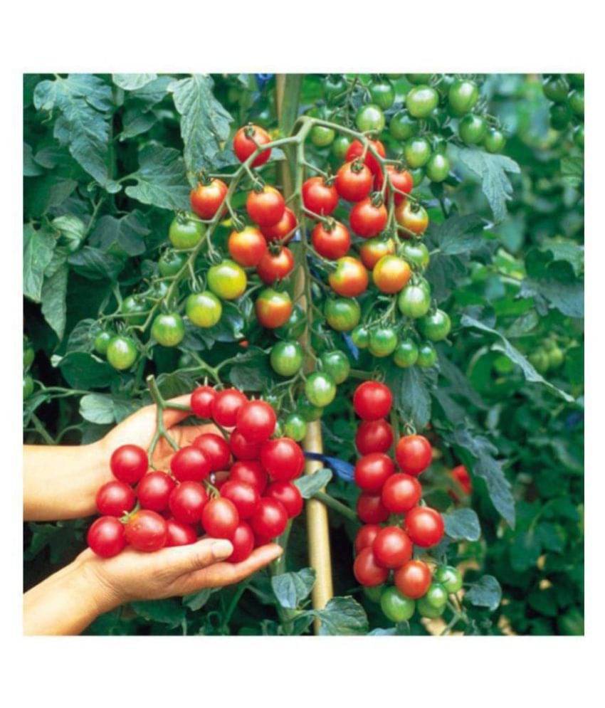     			R-DRoz Cherry Tomato Advance Seeds - Pack of 50 Hybrid Seeds