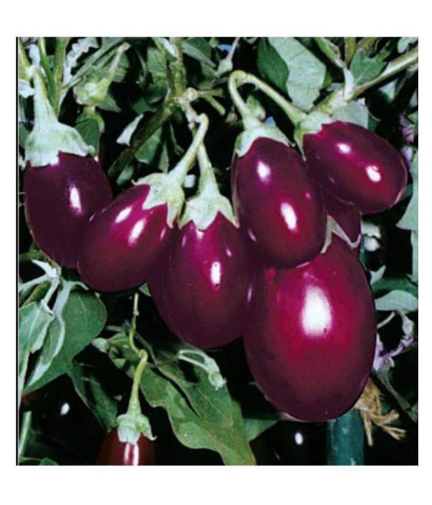 R-DRoz ChuChu Brinjal Hybrid Seeds - Pack of 50 Seeds F-1 Hybrid Organic R-DRoz ChuChu Brinjal Hybrid Seeds - Pack of 50 Seeds F-1 Hybrid Organic