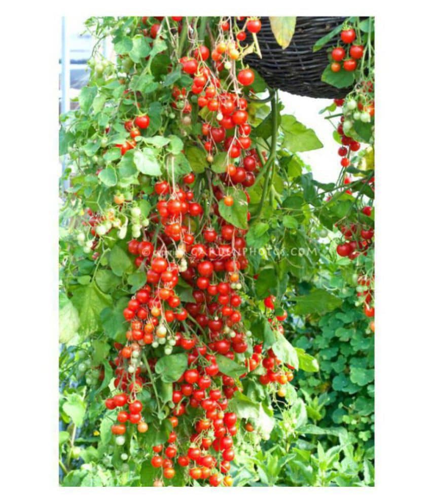 Cherry Tomato Vegetables Seeds - Pack of 50 Hybrid Seeds