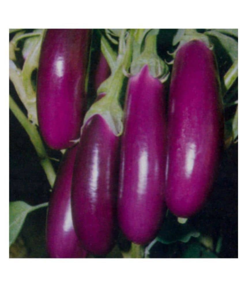 R-DRoz Brinjal Purple Long High Germination Vegetables Seeds - Pack of 50 F-1 Hybrid Seeds