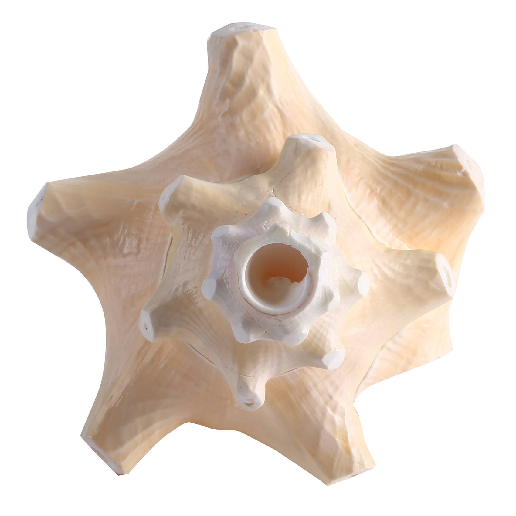     			BOVZEN Blowing Shankh 100% Natural