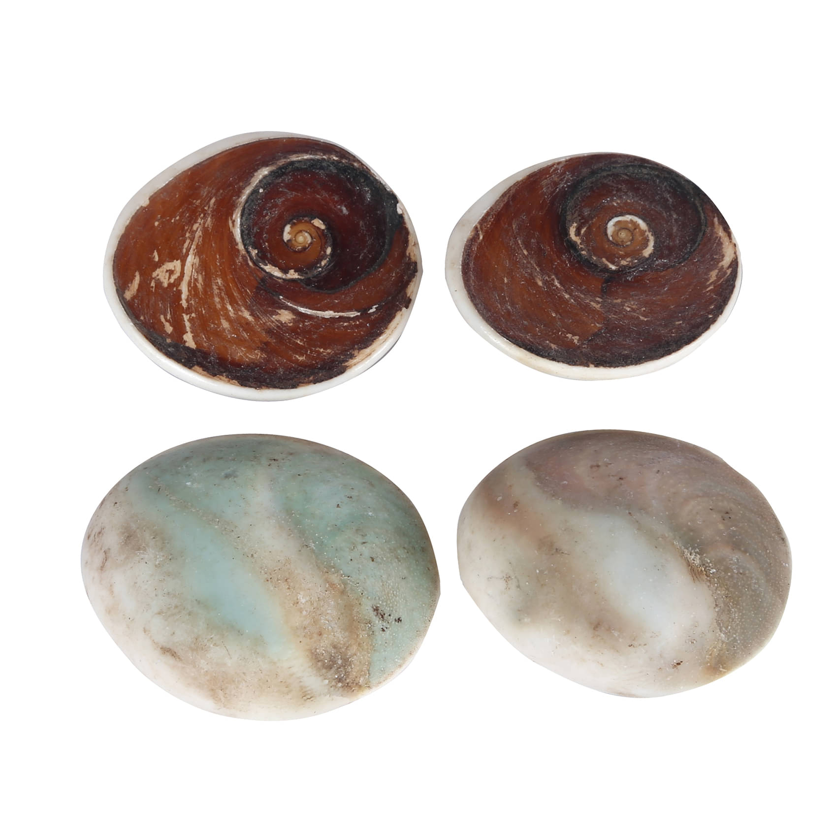     			Bovzen Big Gomti Chakra 4 piece Multicolor