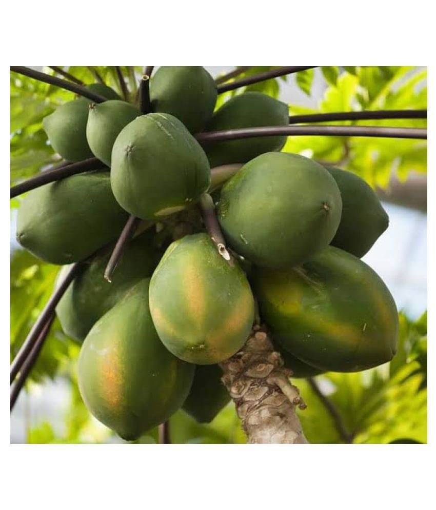 papaya seed - Hybrid quality seed - 50 - HN papaya seed - Hybrid quality seed - 50 - HN