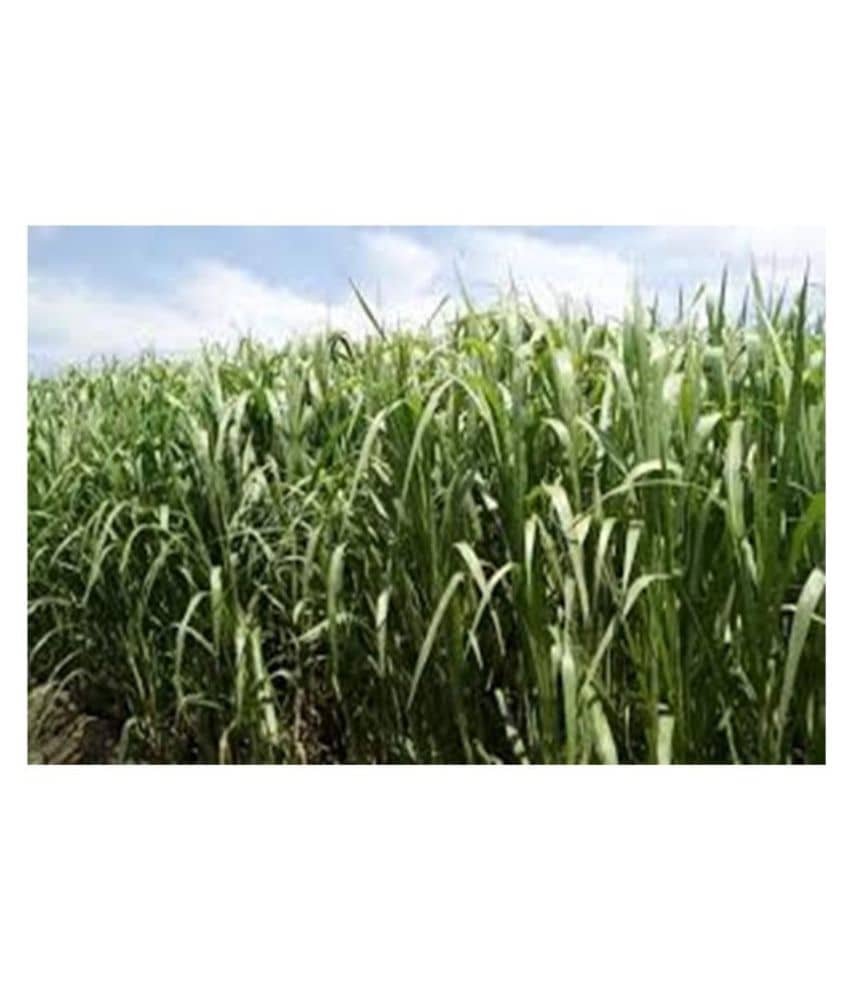 SUPER NAPIER GRASS SEED HIGH YIELD(500 SEEDS)