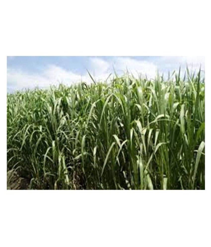     			SUPER NAPIER GRASS SEED HIGH YiELD-125 GM (3000 SEEDS)