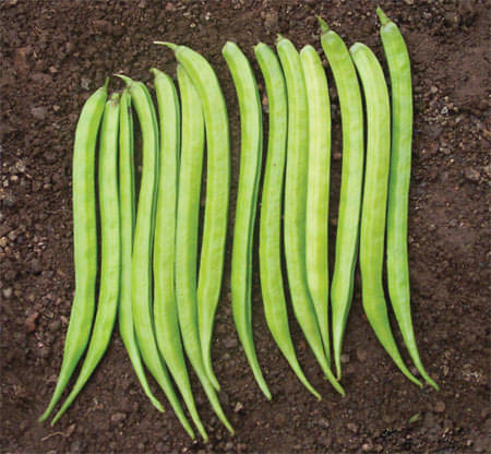     			VALLEY GREEN Cluster Beans (gawar,guar Phalli,goru chikkudu,kothavara) - 50 Seeds
