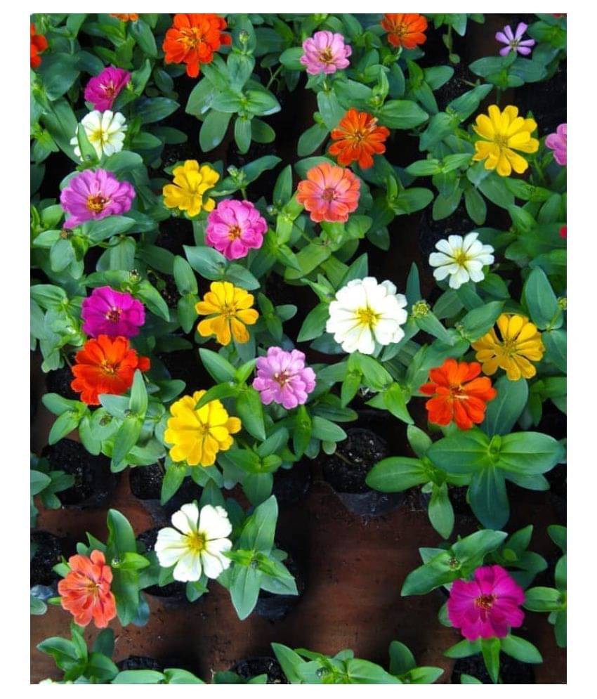     			Hybrid Zinnia Flowe Plant Best Quality - 25 Seeds Per Pack