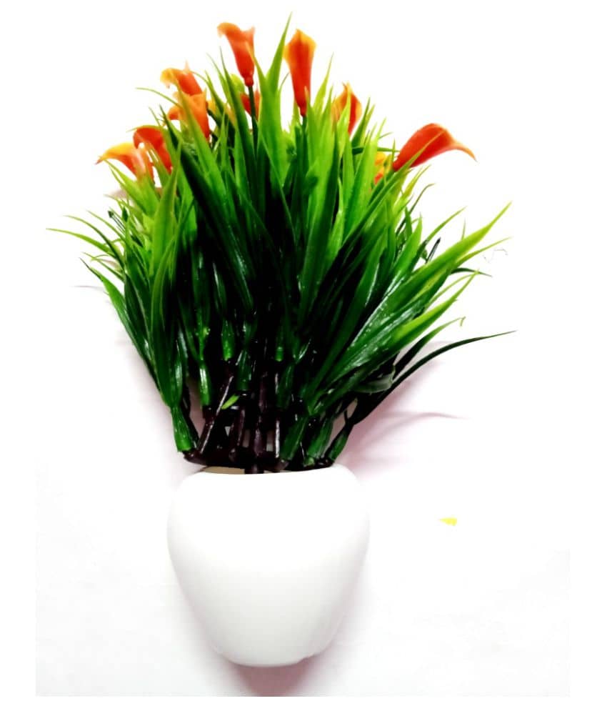 Green plant indoor Wild Flower Orange Flowers With Pot - Pack of 1