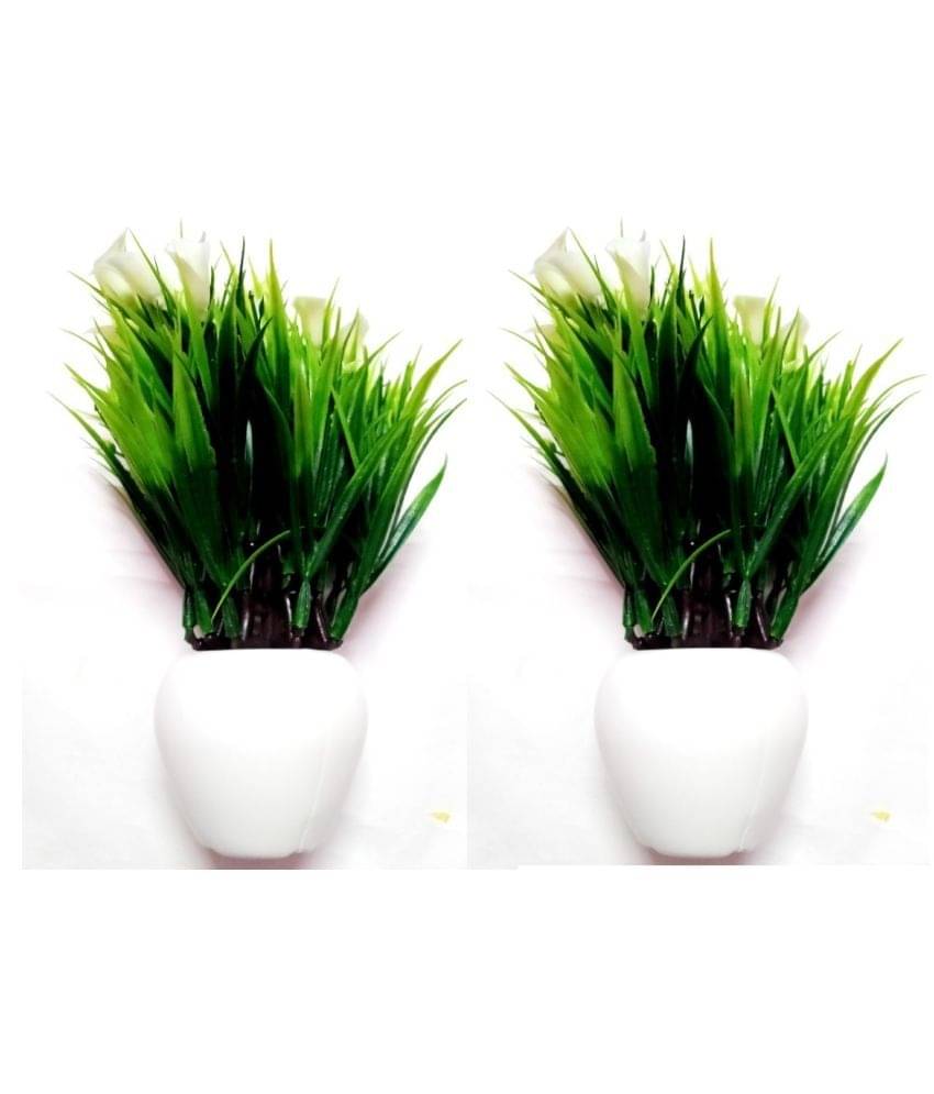 Green plant indoor Wild Flower White Flowers With Pot - Pack of 2 Green plant indoor Wild Flower White Flowers With Pot - Pack of 2