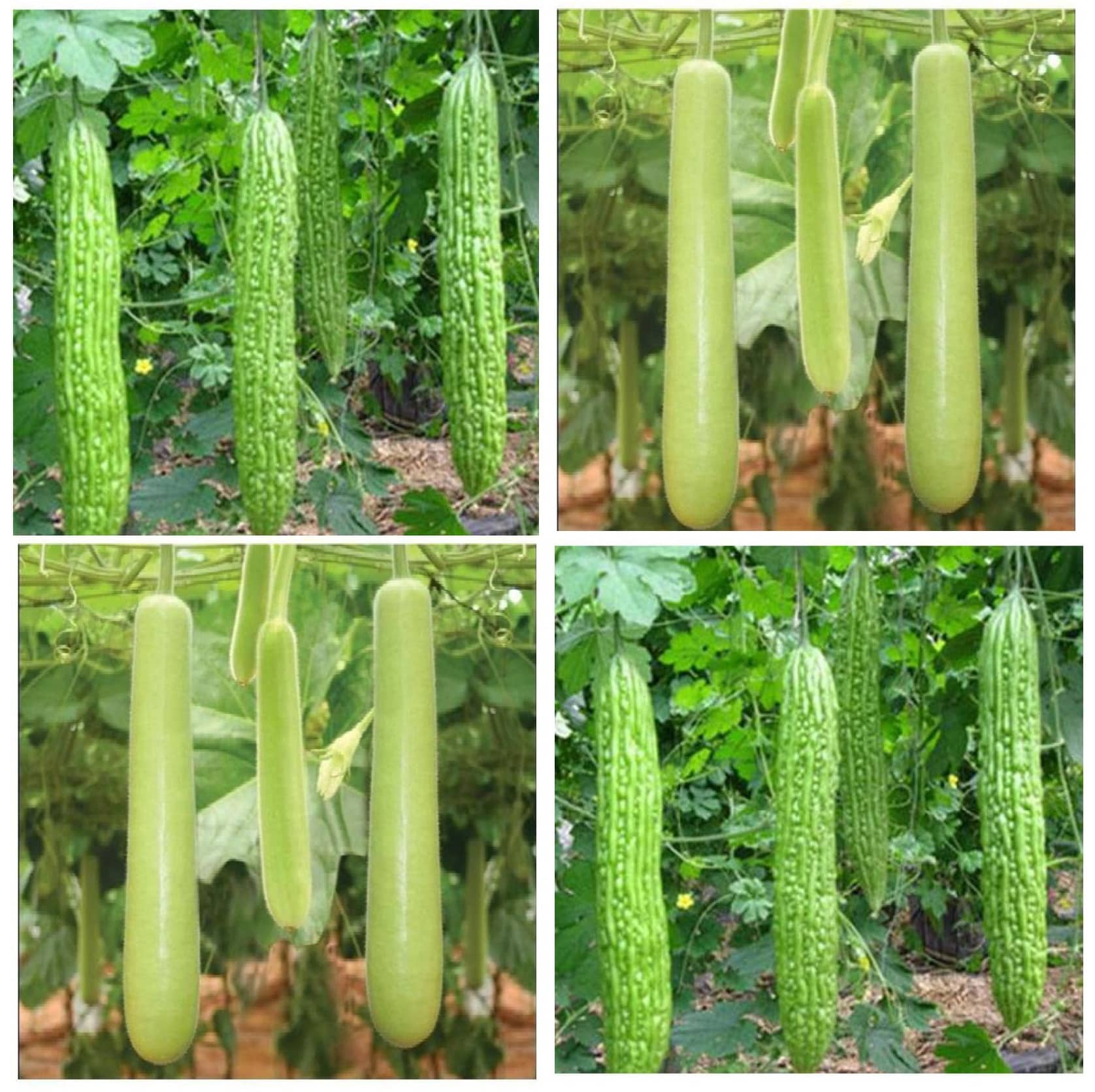 Connifer® Combo Seeds 2 vegetable (  Bitter Gourd & Bottle Gourd) High Yield Hybrid Seeds (Pack Of 20 Seeds , 10 seeds each variety)
