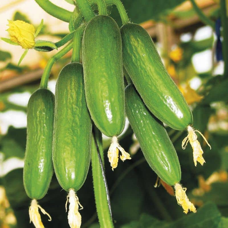 Fern Gardens High Yield Rare Salad Cucumber Seeds 10 Seeds Pack for Home Garden