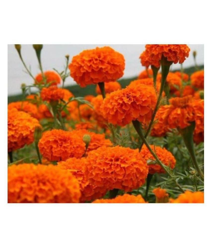     			R-DRoz Marigold Flowers Orange Colour Advance Seeds - Pack of 50 Premium Exotic Seeds