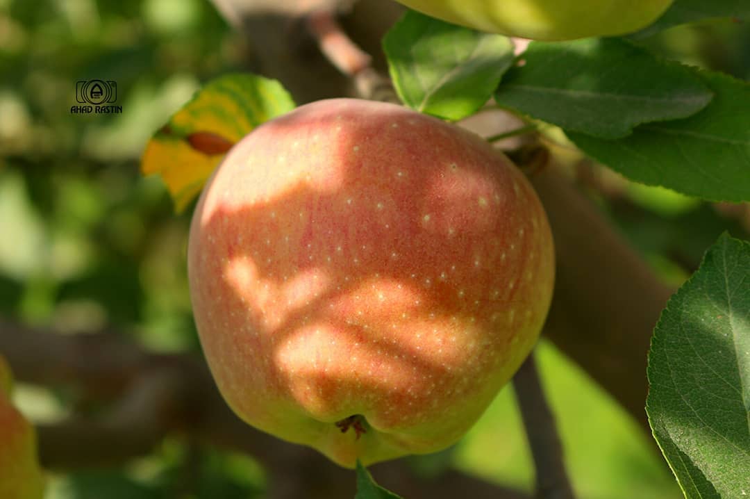 Apple Seeds - 10 Seeds Pack