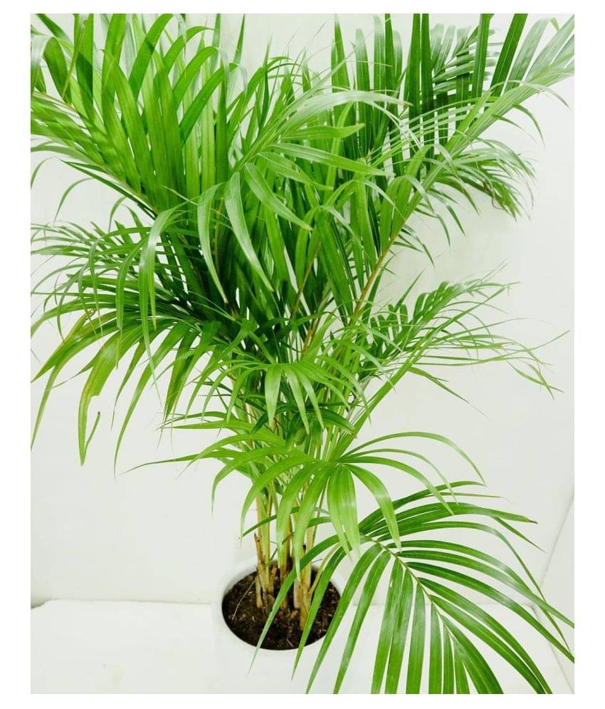     			Areca Palm Pure Indification Tree Seeds - 10 Seeds Pack