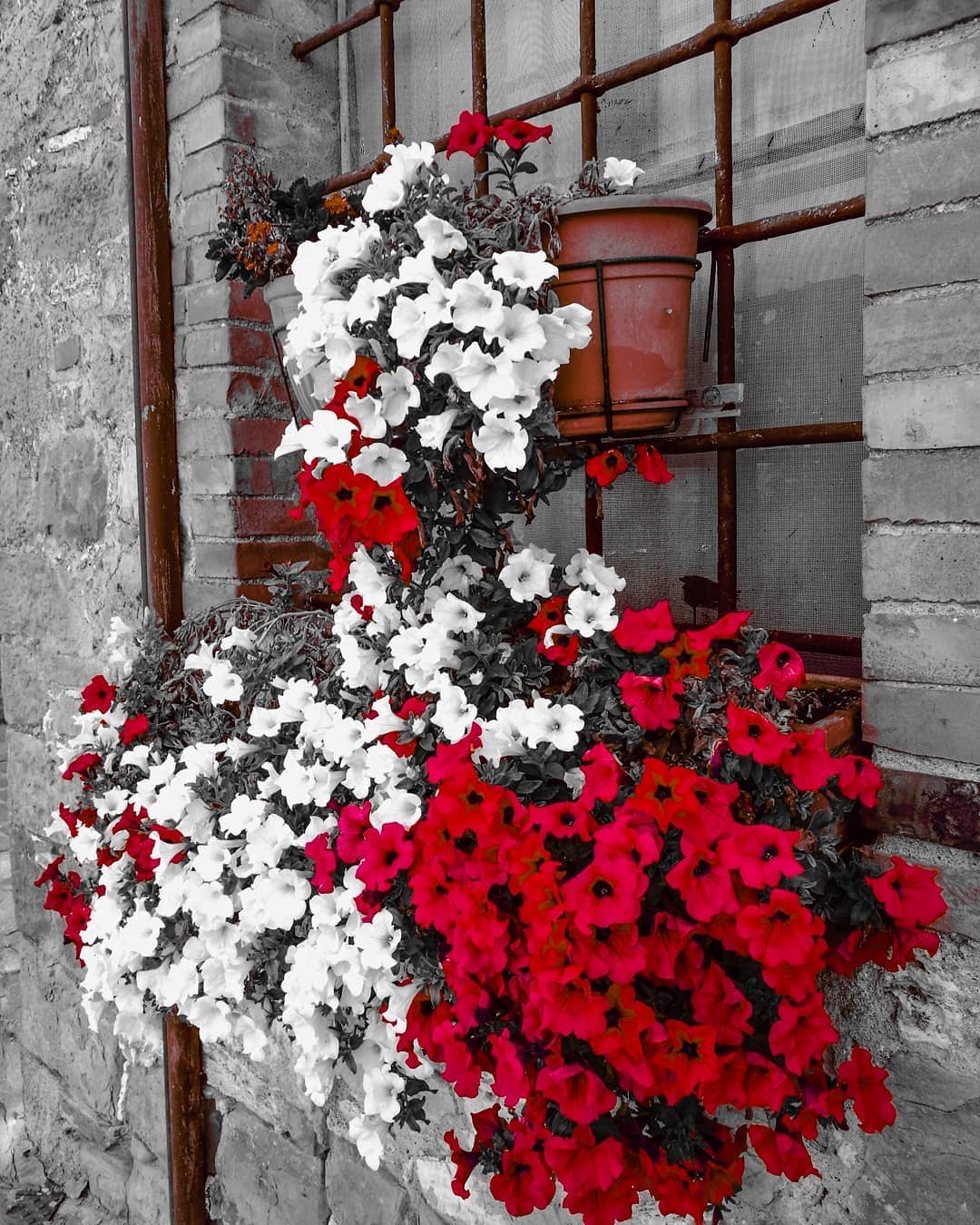 Mix Petunia Flower Seeds - 50 Seeds Pack