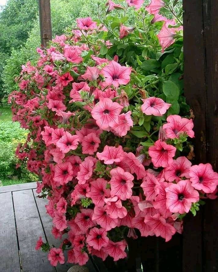 Petunia Flower Seeds - 100 Seeds Pack
