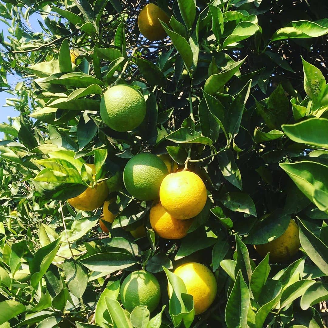 Seeds zone Lemon Fruit Seeds - 20 Seeds Pack