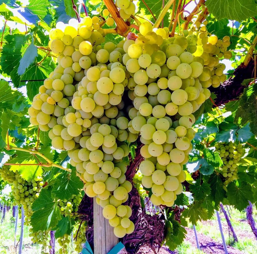    			Seeds zone Sweet Grapes Fruit Seeds - 20 Seeds Pack