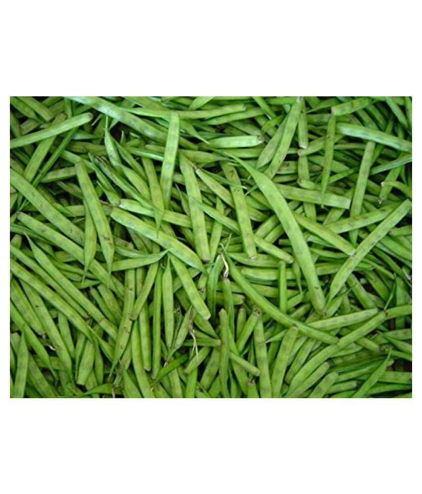     			BS SEEDS luster Beans Organic F1 Hybrid Seeds 50 TO 100 SEEDS
