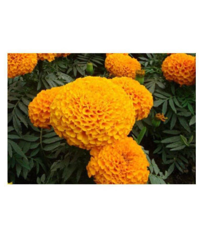     			Marigold African High Quality Seeds - Pack of 50 Premium Seeds