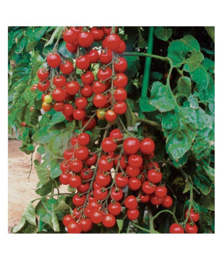 R-DRoz Cherry Tomato Best Quality Seeds - Pack of 50 Hybrid Seeds