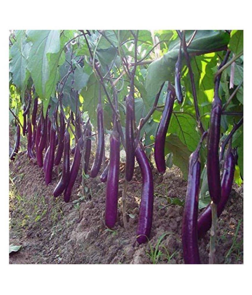 Long Purple Brinjal ( Best Quality Seeds ) - 100 Seeds Per Pack